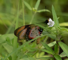 Acraea acara