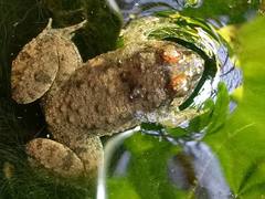 Occidozyga martensii