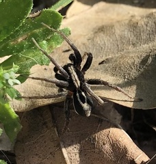 Alopecosa albofasciata