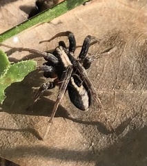 Alopecosa albofasciata