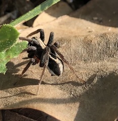 Alopecosa albofasciata