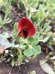 Lotus tetragonolobus