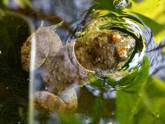 Occidozyga martensii