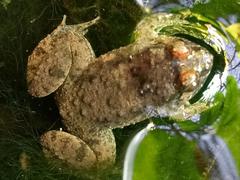 Occidozyga martensii