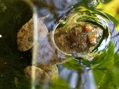 Occidozyga martensii