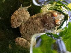 Occidozyga martensii