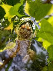 Occidozyga martensii