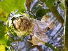 Occidozyga martensii