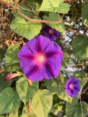 Ipomoea