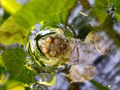 Occidozyga martensii