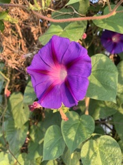 Ipomoea