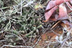 Stapelia paniculata scitula
