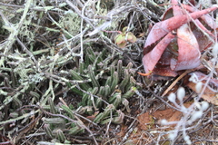 Stapelia paniculata scitula