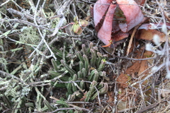 Stapelia paniculata scitula