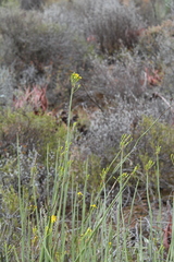 Senecio junceus