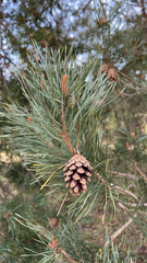 Pinus sylvestris
