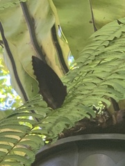 Elymnias hypermnestra