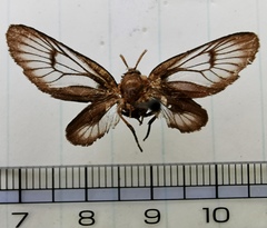 Zama nigrigemma