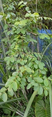 Phyllantheae
