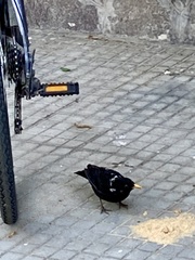 Turdus merula