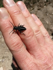 Dorcadion fuliginator