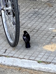 Turdus merula
