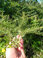 Coprosma propinqua propinqua