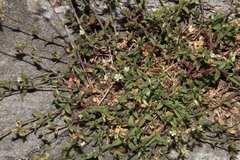 Cerastium morrisonense