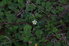 Fragaria hayatae