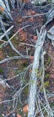 Crassula subaphylla subaphylla