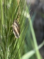 Aelia acuminata