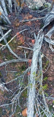 Crassula subaphylla subaphylla