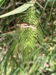 Aelia acuminata