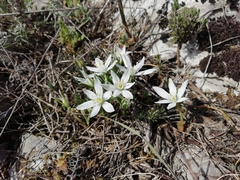 Ornithogalum gussonei
