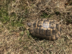 Testudo graeca
