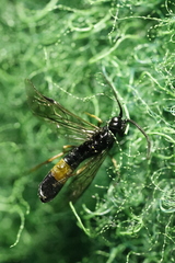 Limneriini