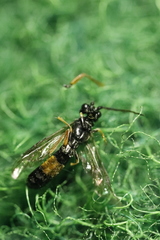Limneriini