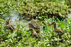 Rostratula benghalensis