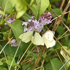 Gonepteryx cleopatra