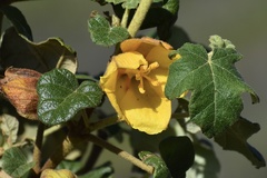 Fremontodendron mexicanum