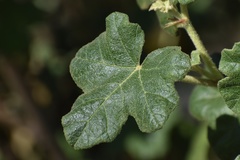 Fremontodendron mexicanum
