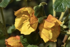 Fremontodendron mexicanum