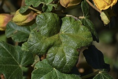 Fremontodendron mexicanum