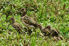 Rostratula benghalensis