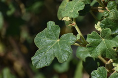 Fremontodendron mexicanum