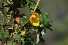Fremontodendron mexicanum
