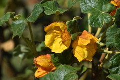 Fremontodendron mexicanum