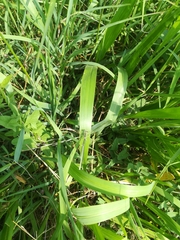 Platycnemis pennipes