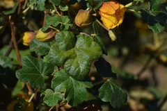 Fremontodendron mexicanum