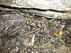 Pseudohelice subquadrata